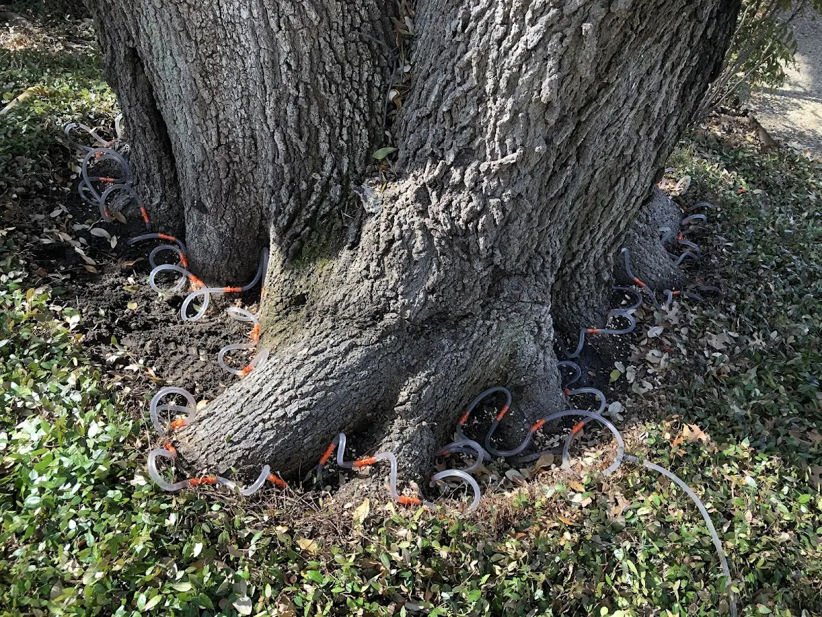 Detailed Tree Cabling and Bracing job site in Brillion
