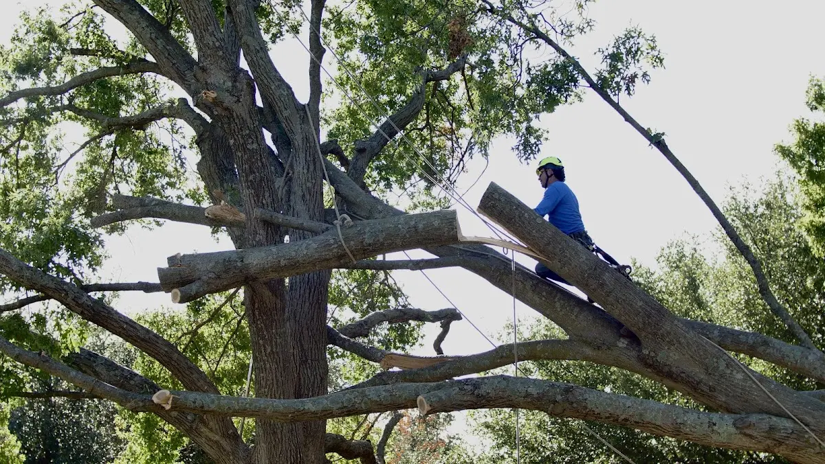 Professional Crown Thinning performed by certified arborists in Brillion