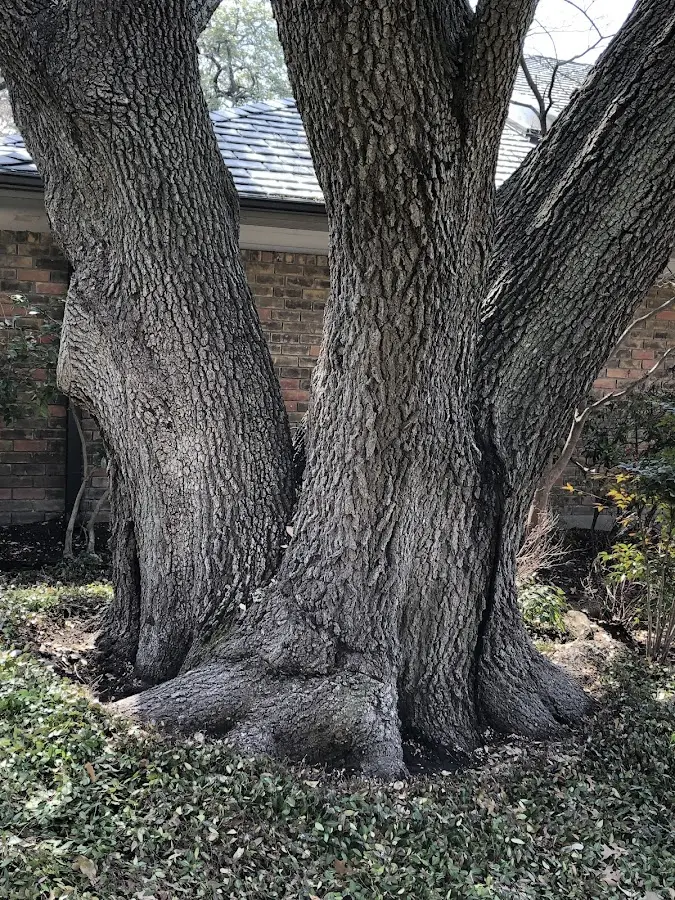 Mature heritage tree close to a Brillion property cared for by certified arborists